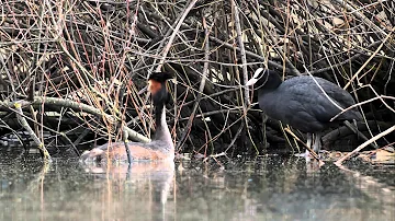 Wo baut der Falke sein Nest?