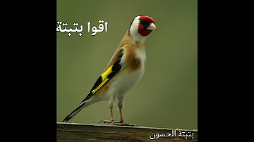 اقوا بتبتة الحسون 