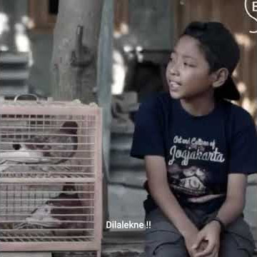 Story wa ngakak dolanan dara || IKHLAS TERUS YO REMUK