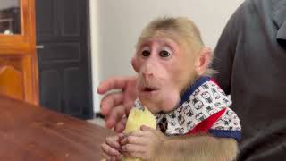 Cutie Monkey Icy asking Dad to banana she is so calm and listen so well with Dad