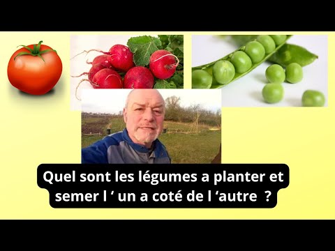 Quels sont les légumes à planter l'un à côté de l autre ? hqdefault