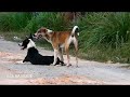 RuralDogs!! Appenzeller Sennenhund Finding Labrador Retriever Female Dog In Middle Village