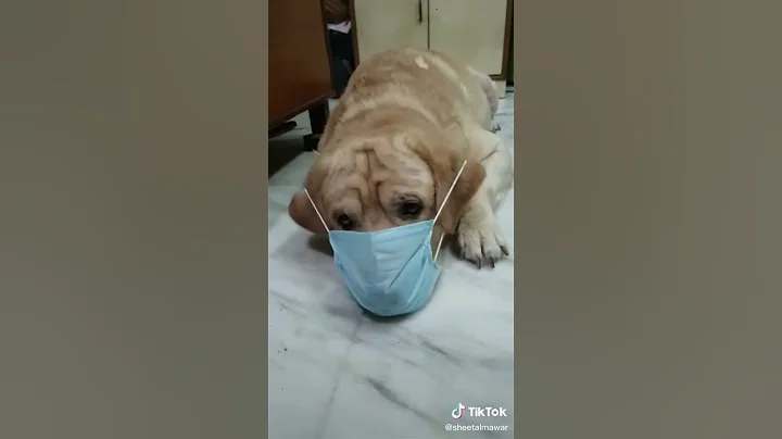 it's a funny dog wearing a mask.