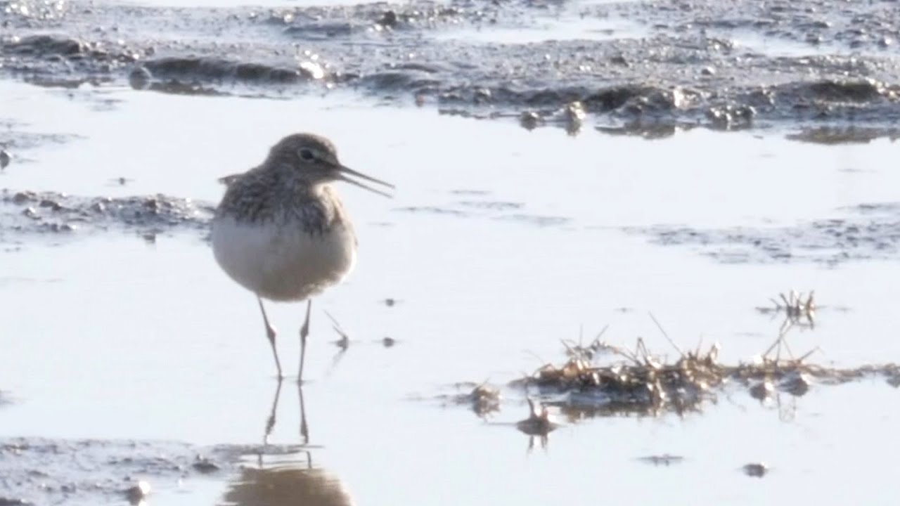 Green Sandpiper Call And Song (Tringa ochropus)