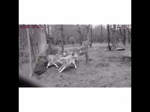 ماكنت في لحساب تغدور في لصحاب شاهد 