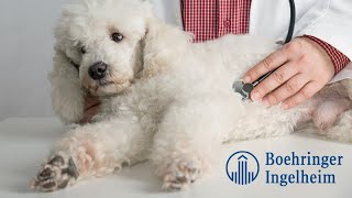 Pimobendan: A Treatment for Preclinical Mitral Valve Disease in Dogs | Feature Video