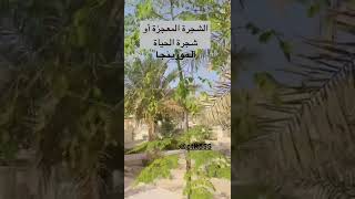 شجره المورينجا (الشجره المعجزه)#الكابتن #الدمام_الشرقيه #السعودية