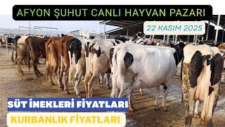 Afyon Şuhut Canli Hayvan Pazari 22 Kasim 2025 Yeni̇ Güncel Fi̇yatlar Li̇vestock Sales Cattle Turkey