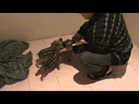 Дикие поросята в домашних условиях