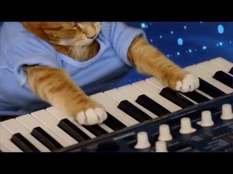 keyboard-cat---"the-soul-of-a-cat"
