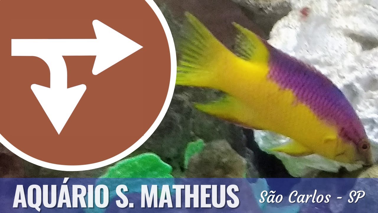 Piscicultura São Matheus - São Carlos-SP - YouTube