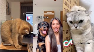 TikTok Pets Doing Funny Things 😅 | TikTok Trend Compilation#1 by Fluffy Muffin 1,435 views 2 years ago 3 minutes, 1 second