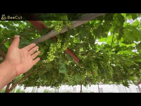 فيديو: العنب البكر: زخرفة حديقة بسيطة