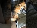 #cutedog