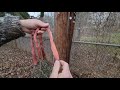 DIY tree saddle under $20. The Apex saddle gets an adjustment. #saddlehunting #deerhunting #diy