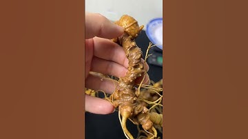 🍀👍Củ Ngọc Linh già trên 20 năm tuổi. Dáng thế rễ sâm vô cùng đẹp