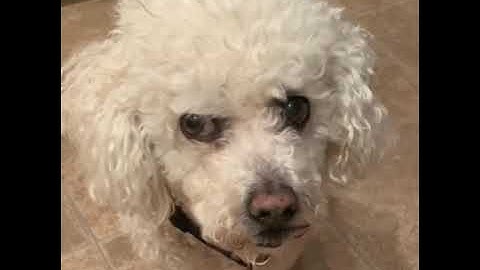 Lacey explains Listening Map and Haydn