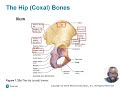 Chapter 07: Part 02 - Appendicular Skeleton
