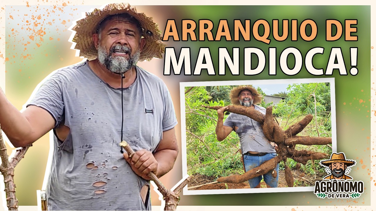ARANCANDO pé de MANDIOCA de 50kg