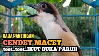 Suara Cendet Gacor Toet Toet Penuh Emosi Bikin Cendet Macet Seketika Nyaut Langsung Dengar Suara ini