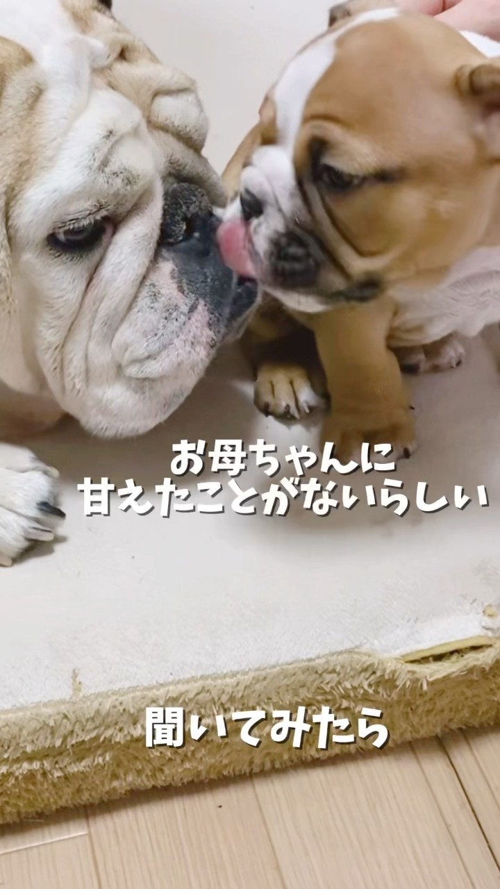 ブルドッグじぇしかの部屋 - YouTube