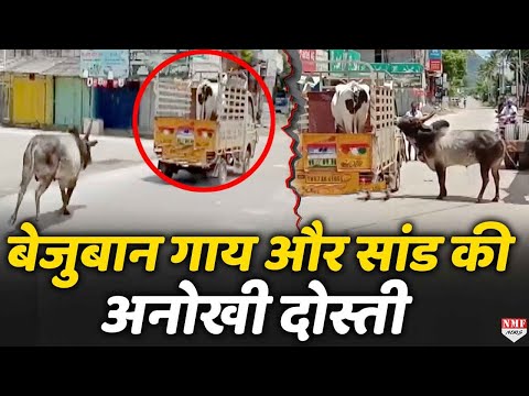 वीडियो: मांस के लिए बैल उगाना: नस्ल का चुनाव, रहने की स्थिति, आहार, बिक्री, व्यावसायिक लाभ