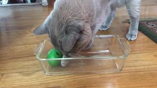 Egg Food Puzzle for Cats by Clever Cats Livonia 193 views 5 years ago 30 seconds