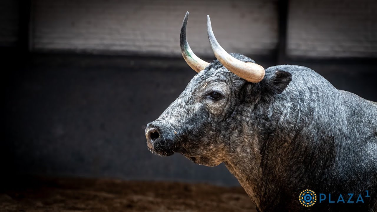 Sorteados los toros de la corrida concurso de ganaderías