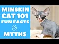 Minskin Cats 101 : Fun Facts & Myths の動画、YouTube動画。