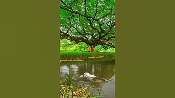 ما شاء الله لا قوة إلا بالله سورة الكوثر للشيخ حسن صالح بلغكم الله رمضان