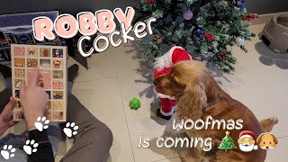 WOOFMAS is coming  Some days with English Cocker Spaniel Robby   Winter in Luxembourg