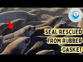 Seal Rescued From Rubber Gasket
