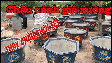 Mẫu Chậu Cảnh Tết Hot Nhất – Thêm Xuân Tươi Mát!