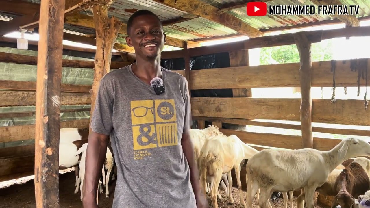 Овцеводство в Гане