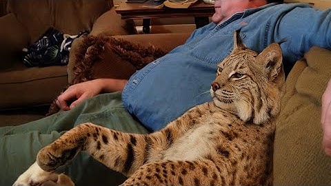 I Live With the Rescue Bobcat Who Thinks He