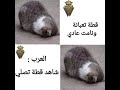 أربعين ثانيا من نكت المحششين