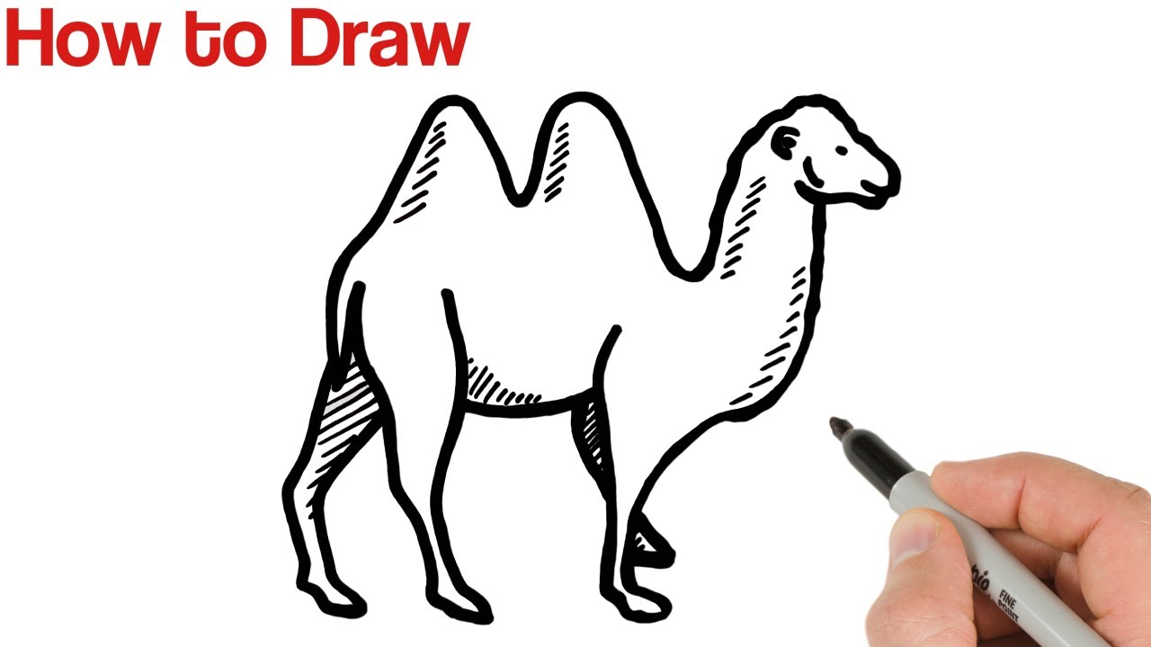 How to Draw Camel Bactrian Easy - YouTube