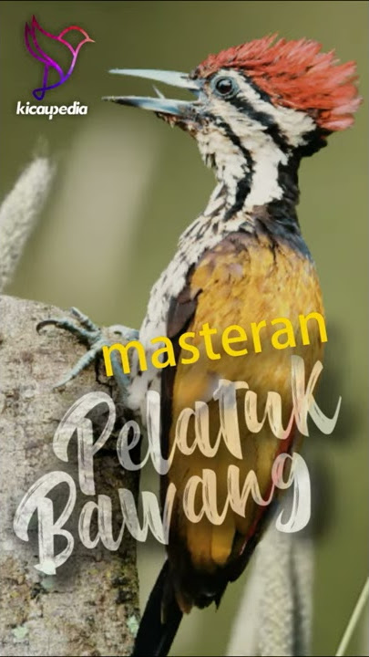 Masteran Pelatuk Bawang