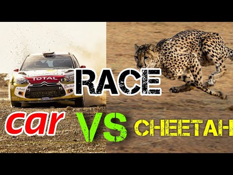 कार vs चीता रेस // car vs cheetah race // cheetah vs car race kaun