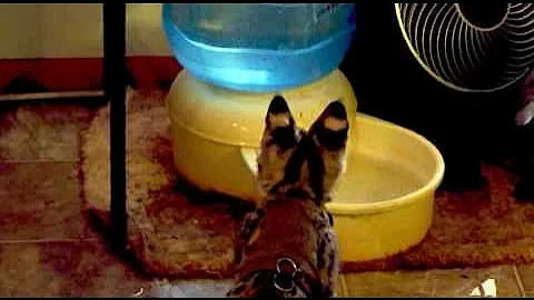Watch the video about Savannah Kitten