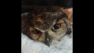 Please Avoid Mouse Poison for rodent control. This Great Horned owl died.