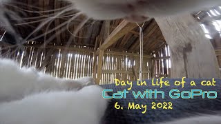 Cat with GoPro climbing a pillar inside a barn