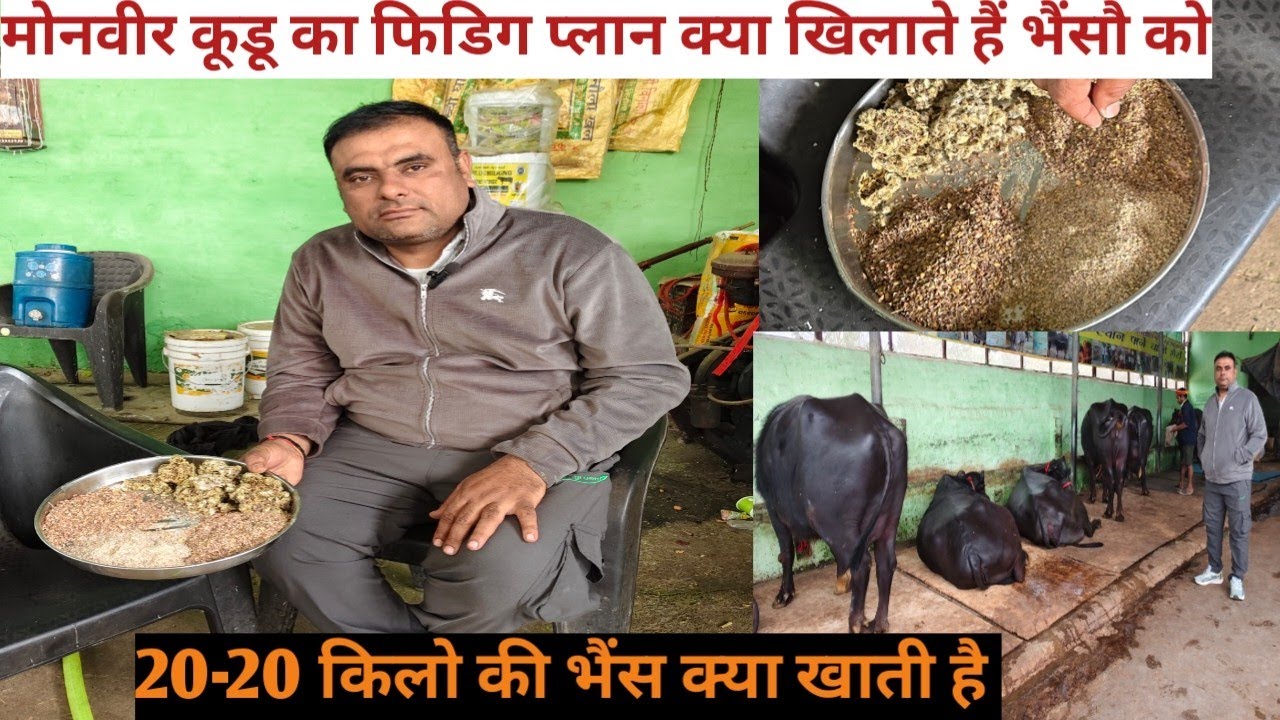 20 से 25 किलो दूध वाली भैंसों को क्या खिलाते हैं मोनवीर कूडू जाने पूरी जानकारी 