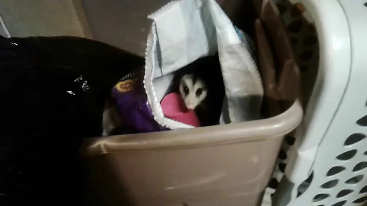 The possum in our garage