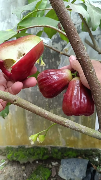 Merah hatinya ituloh bikin Nelan ludah#shorts #viral #viralshort #viralvideo