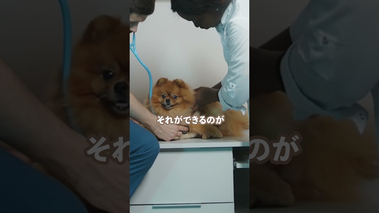 そのフード「ずっと同じ」じゃないですか？#不耐性検査#ドッグフード迷子#キャットフード迷子#犬アレルギー#猫アレルギー