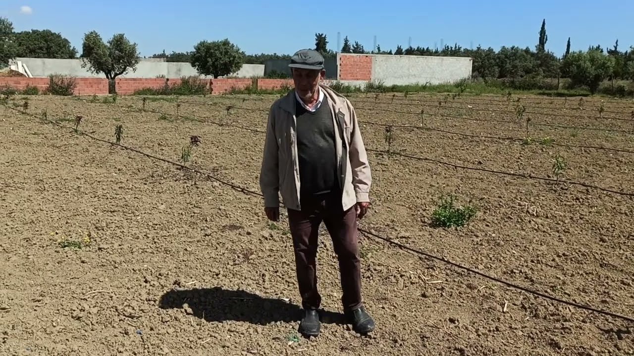 طريقة العناية بالغراسات الفتية  لشجرة الخوخ