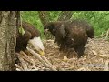 Decorah Eagles 5-31-19, 7:15 pm Mom delivers fish, competition gets more serious