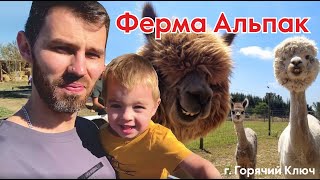 Ферма Альпак в Горячем ключе.