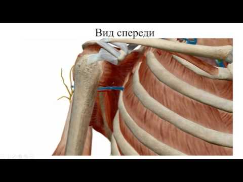 Топография верхней конечности